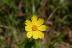 Lance coreopsis